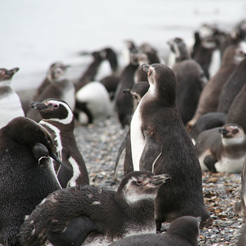 Les Pingouins de Terre de feu